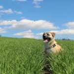 animais-de-estimacao-mais-felizes-com-truques-que-funcionam